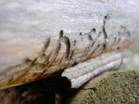 Holzwurm