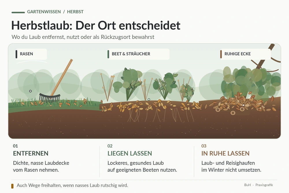 buh wissensgrafik herbstlaub richtig verteilen 1000