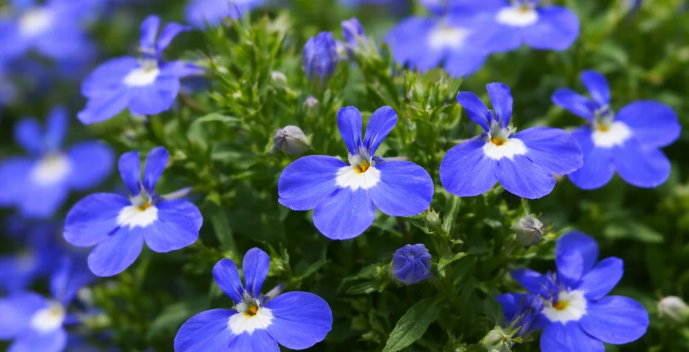 lobelia maennertreu blau 1000