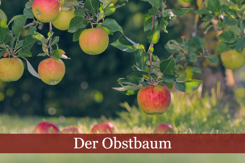 Ein Obstbaum