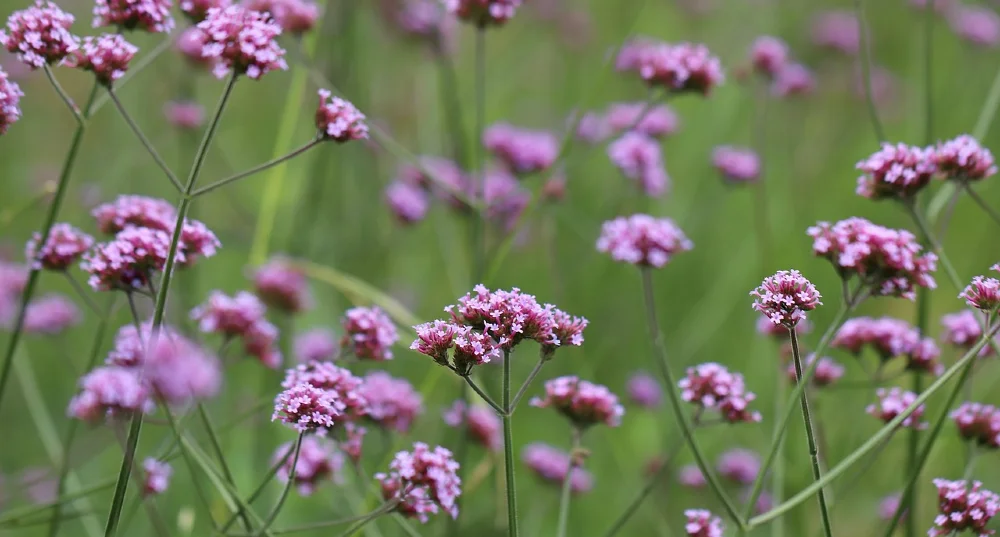 argentinian verbena eisenkraut 1000