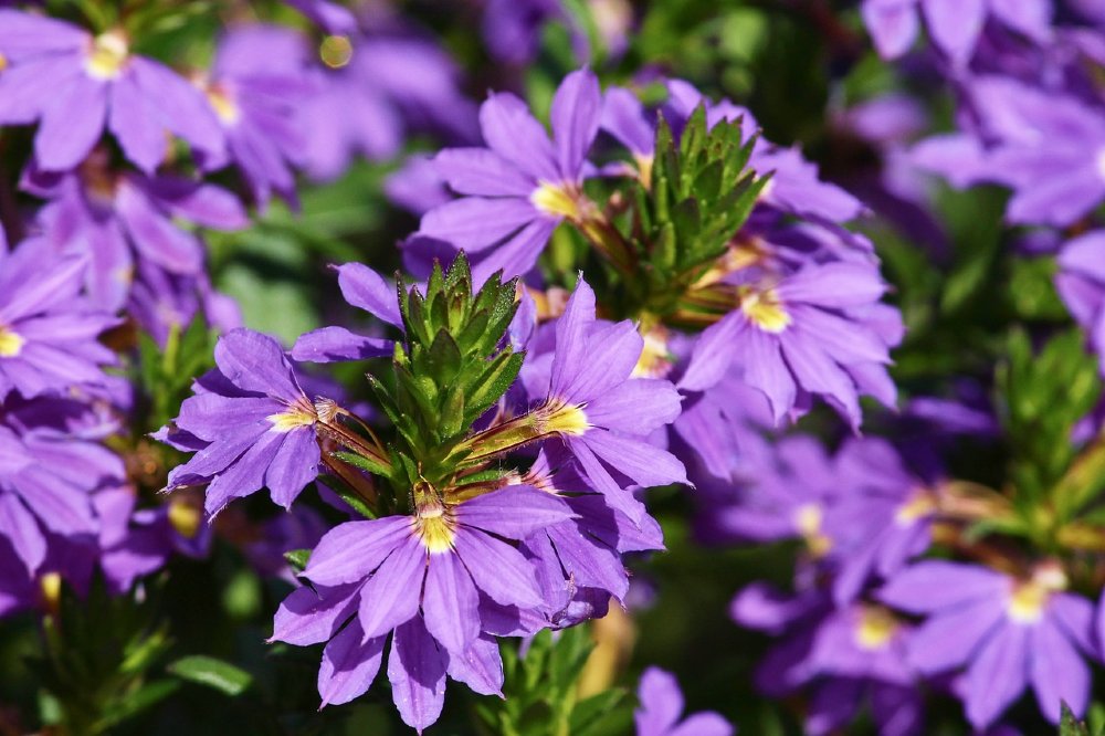 faecherblume sommerblume 1000