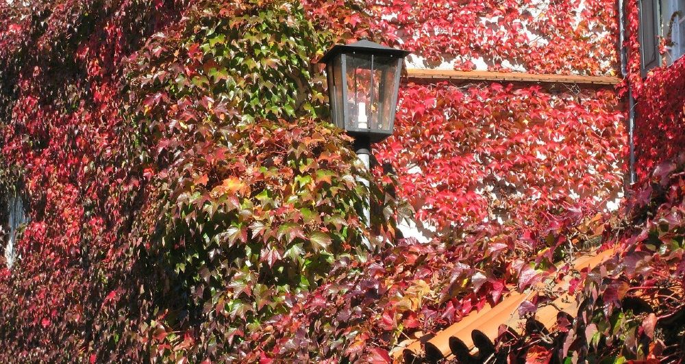 fassade efeu rot lampe 1000