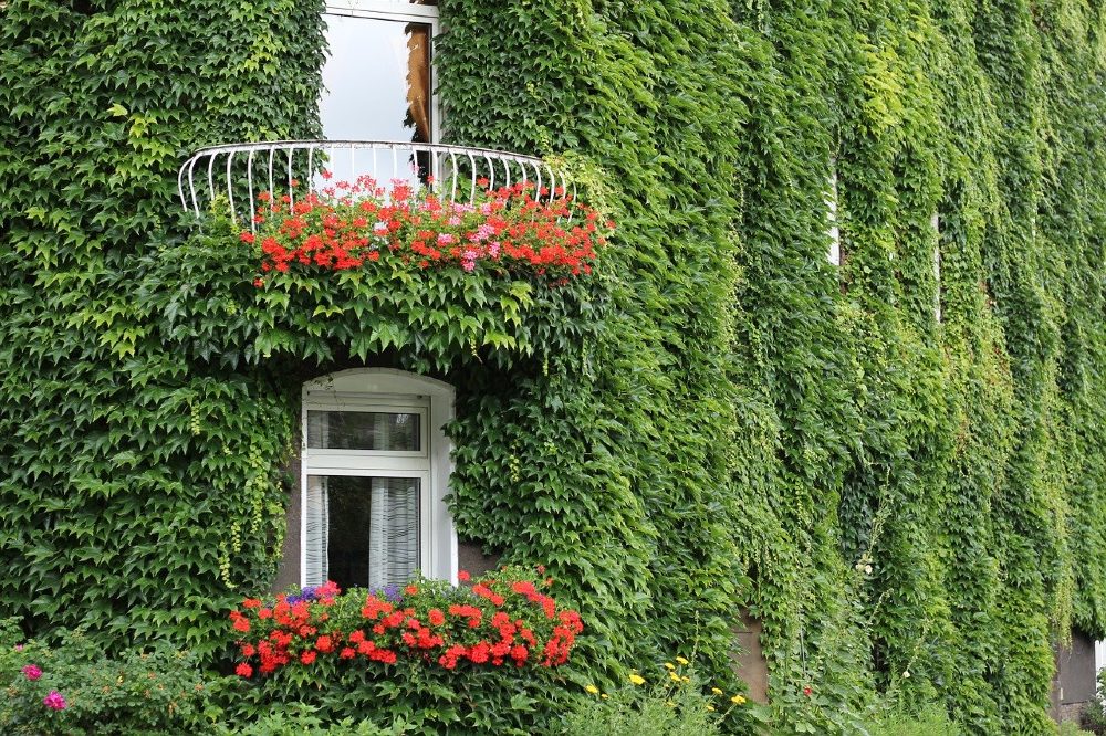 fassade gruen balkon fenster blumen 1000
