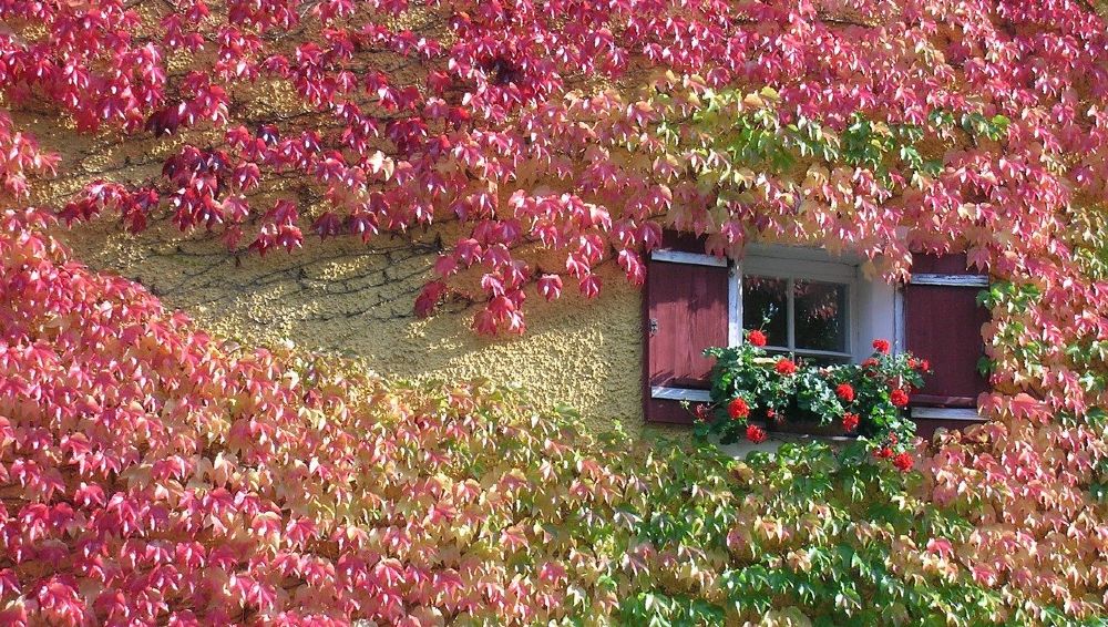 fassade rotes weinblatt fensterlaeden 1000