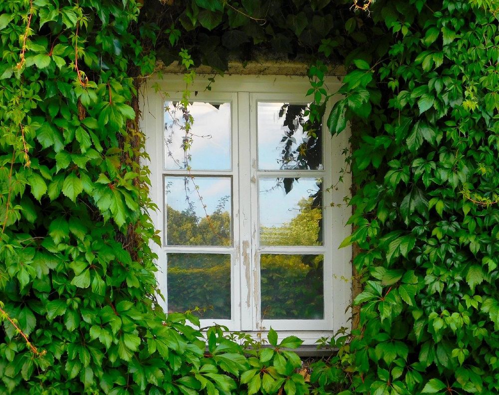fenster versunken gruen 1000