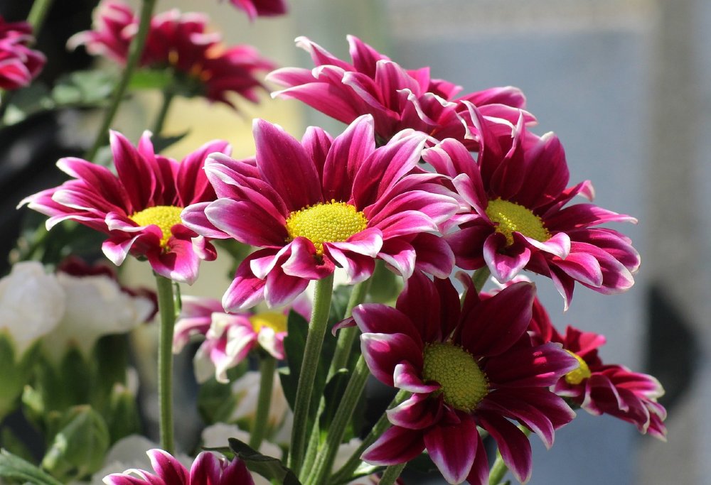gazanie sommerblume 1000
