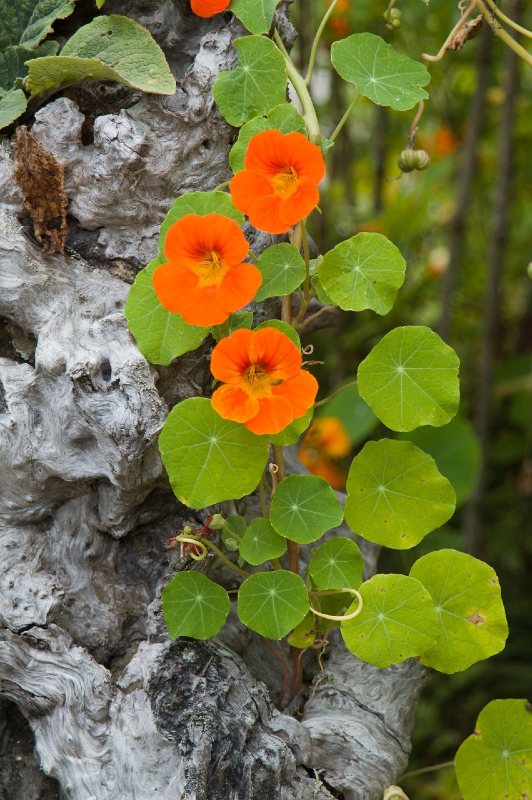 kappuzinerkresse sommerblume 1000