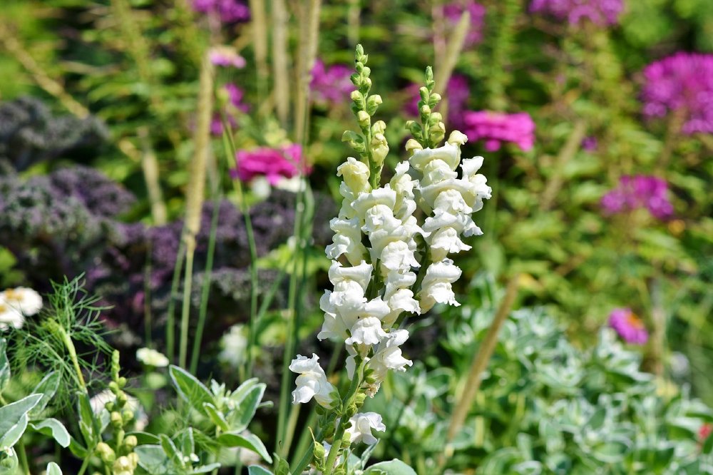 loewenmaeulchen sommerblume 1000
