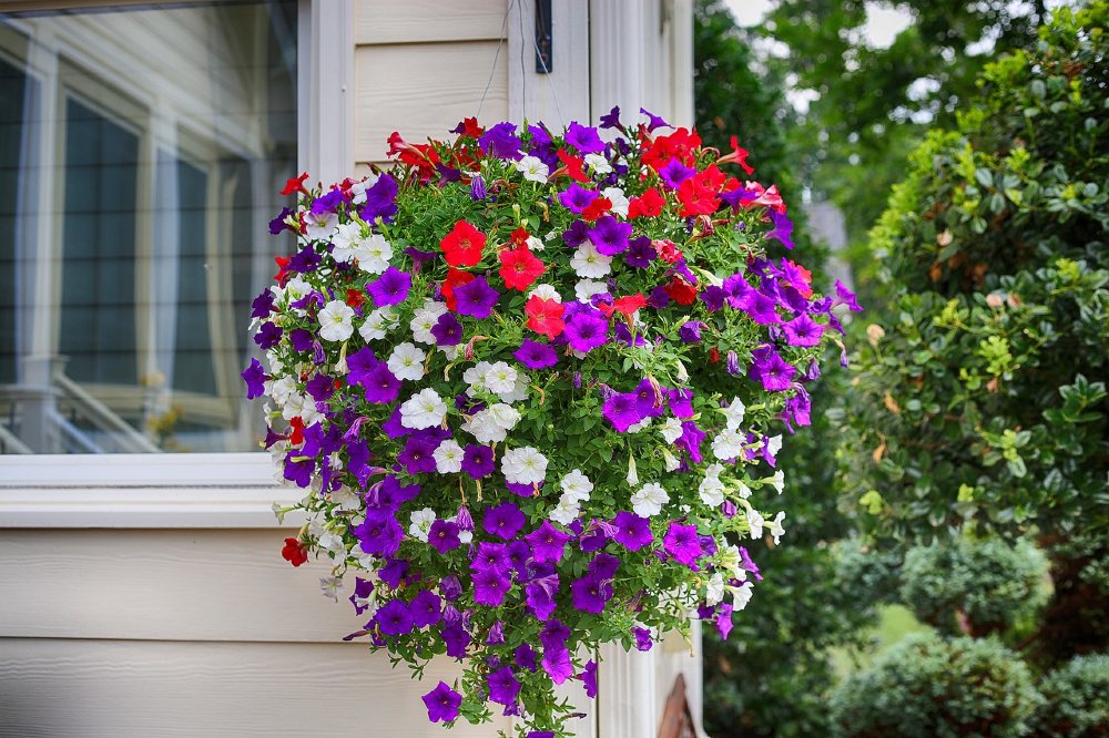 petunie sommerblume 1000