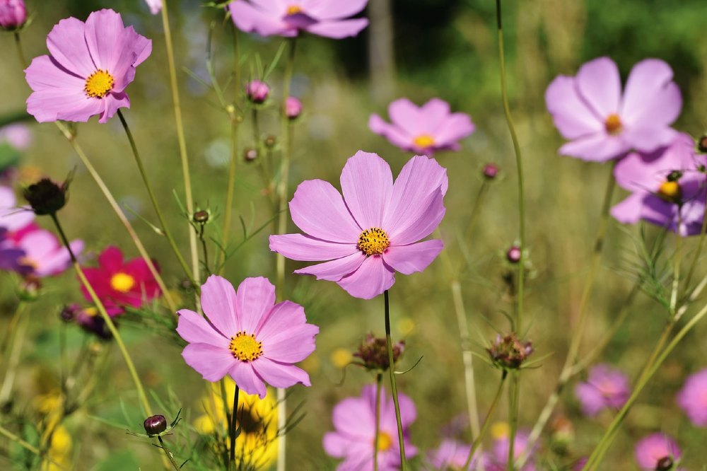 schmuckkoerbchen sommerblume 1000