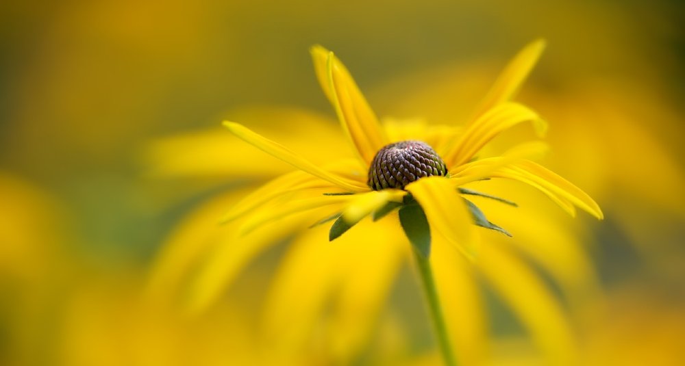 sonnenhut blume 3 1000