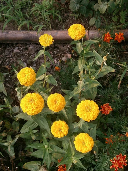 zinnia 600