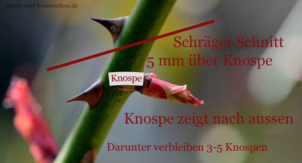 rosenschnitt ueber knospe 1000